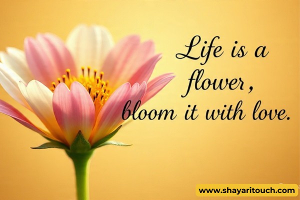 Flower Shayari In English - Shayari Touch